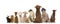 Rear view of a group of pets, Dogs, cats, rabbit, sitting