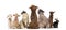 Rear view of a group of pets, Dogs, cats, rabbit, sitting