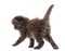 Rear view of a Highland fold kitten walking, isolated