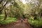 Rear view of hiker in the forest in Chogoria Route, Mount Kenya National Park, Kenya