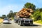 Rear view of logging semi truck loaded with large logs traveling on highway with other vehicles