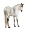 Rear view of a Male Andalusian, 7 years old, also known as the Pure Spanish Horse or PRE, looking back