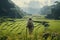 Rear view on man on green rice field