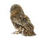 Rear view of a One month old Tawny Owl, Strix aluco, isolated