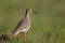 Rear view portrait of redshank