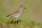 Rear view portrait of redshank isolated on green background