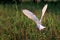 Rear view of Pure White Crane flying, Soaring and green plants background