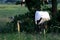 Rear view of Pure White egret flying over field, Soaring and green plants background