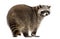 Rear view of a Racoon, Procyon Iotor, standing, isolated