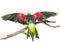 Rear view Red-Winged Parrot (Aprosmictus erythropterus). isolated