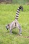 Rear view of a ringtailed lemur