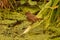 Rear view of Robin Redbreast on pond plant