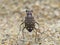 Rear View Of A Sand Tiger Beetle