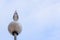 Rear view of a seagull tail