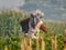 Rear view of senior farmer standing in corn field checking crops during late morning. Indonesian farmers. rural nature