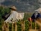 Rear view of senior farmer standing in corn field checking crops during late morning. Indonesian farmers. rural nature