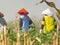 Rear view of senior farmer standing in corn field checking crops during late morning. Indonesian farmers. rural nature