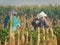 Rear view of senior farmer standing in corn field checking crops during late morning. Indonesian farmers. rural nature