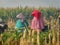 Rear view of senior farmer standing in corn field checking crops during late morning. Indonesian farmers. rural nature