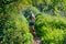 Rear view of a senior female hiker walking on a narrow trail with her dog among abundant wild vegetation