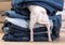 Rear view of a small white chihuahua dog and his tail hiding in a stack of multi-colored denim pants.