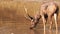 Rear view of a stag sambar deer drinking from a waterhole in tadoba