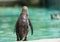 Rear view of a standing Humboldt penguin looking into the water infront.