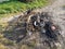 Rear view of a Stolen Motorcycle Burnt by Joyriders Bourne Valley Nature Reserve