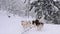 Rear view of team of sled dogs with mushers run in snow track