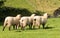 Rear view of three Shropshire sheep in meadow