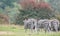 Rear view of three zebras, photographed at Port Lympne Safari Park, Ashford, Kent UK