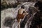 Rear view of topless Native American woman bathing in stream