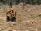 Rear view of a tractor carrying harvested pine logs near tarraleah in tasmania