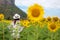 Rear view of travel lifestyle women standing and relax in sunflower field, in summer day and happy vocations