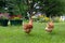 Rear view of two free-range red hens roaming around a large country garden