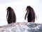 Rear view of two Gentoo penguins, Pygoscelis papua, standing on