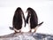Rear view of two Gentoo penguins, Pygoscelis papua, standing on