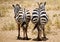 Rear view of two zebra