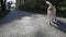 Rear view walking leash Chihuahua dog in park, closeup. Slow Motion