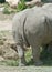 Rear view of a White Rhinoceros