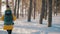 Rear view of a woman travels through an winter pine forest with a backpack. Woman hiker backpacker traveler walking with