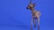 Rear view of a Xoloitzcuintle dog in the studio against a blue background. The pet stands in full growth with its right
