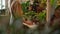 Rear view of young female florist wearing apron standing in flower shop and arranging house plants.