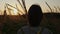 Rear view of young man walking through a corn field during sunrise.