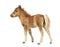 Rear view of a young poney, foal against white background
