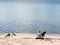 Rear view of young woman with dog sitting on beach overlooking lake, Netherlands