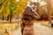 Rear view of young woman in a public park in autumn