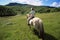 Rear view of young woman riding horse