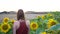 Rear view of young woman walking in beautiful sunflower field during spring