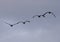 A Rear Viewof a Flock of Canada Geese